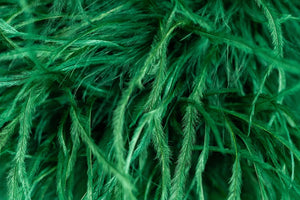 La Coffabag Verde Bosco